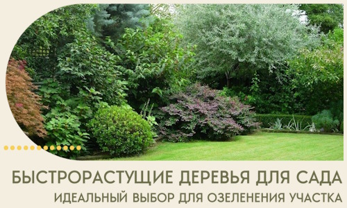Быстрорастущие деревья для сада идеальный выбор в Жигулёвске