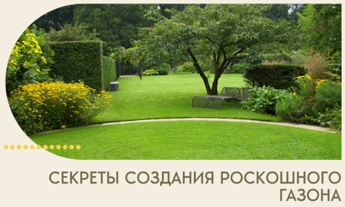 Секреты создания роскошного газона в Жигулёвске